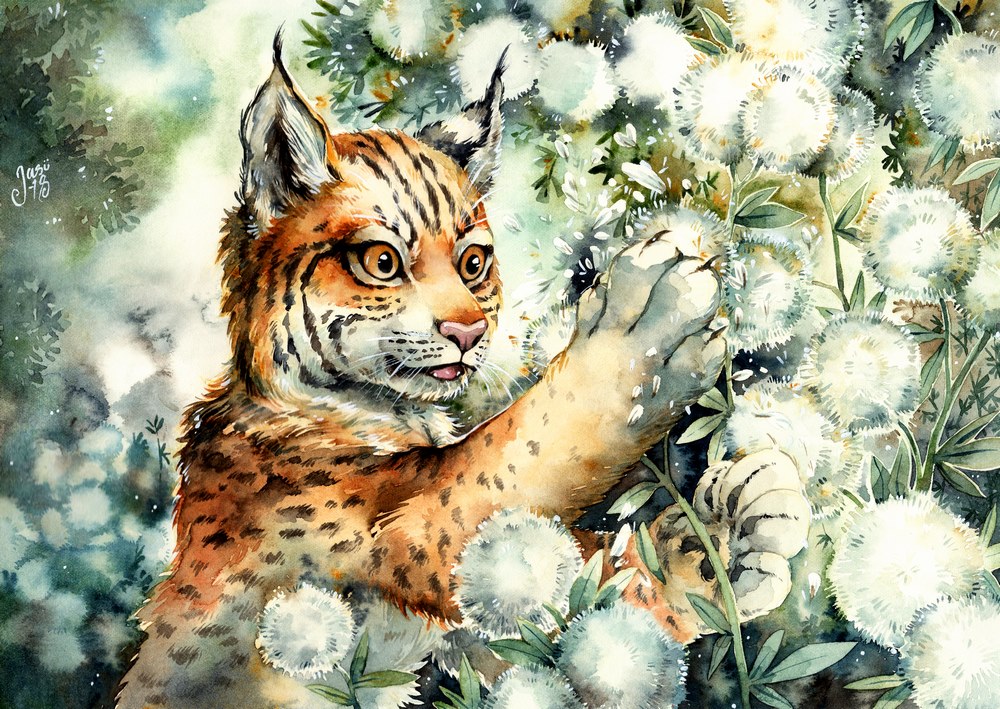 Print - Lynx Cub